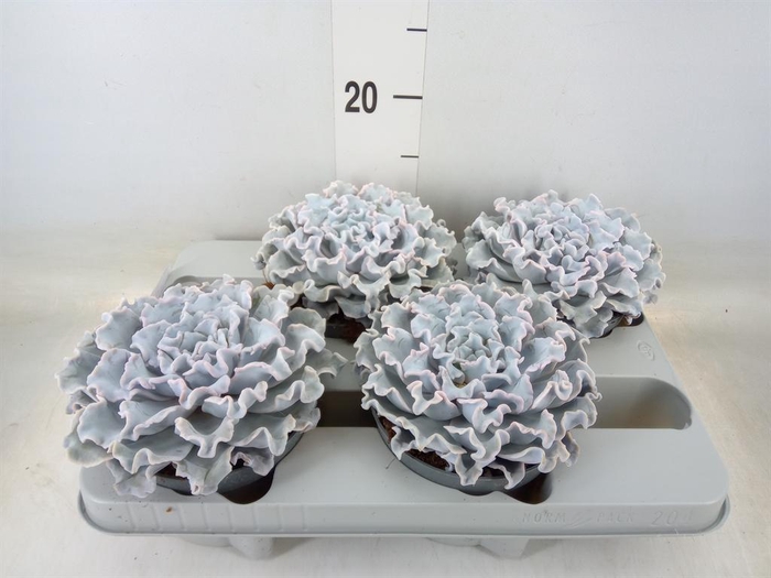 <h4>Echeveria   ...</h4>