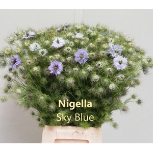 NIGE D OV BLAUW BS