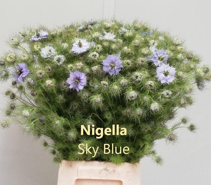 <h4>NIGE D OV BLAUW BS</h4>