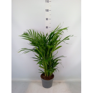 Dypsis lutescens   ...Chrysalidoca