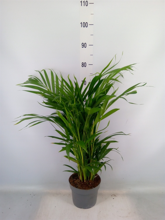 <h4>Dypsis lutescens   ...Chrysalidoca</h4>