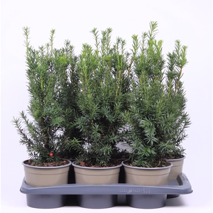 Taxus Media Hicksii