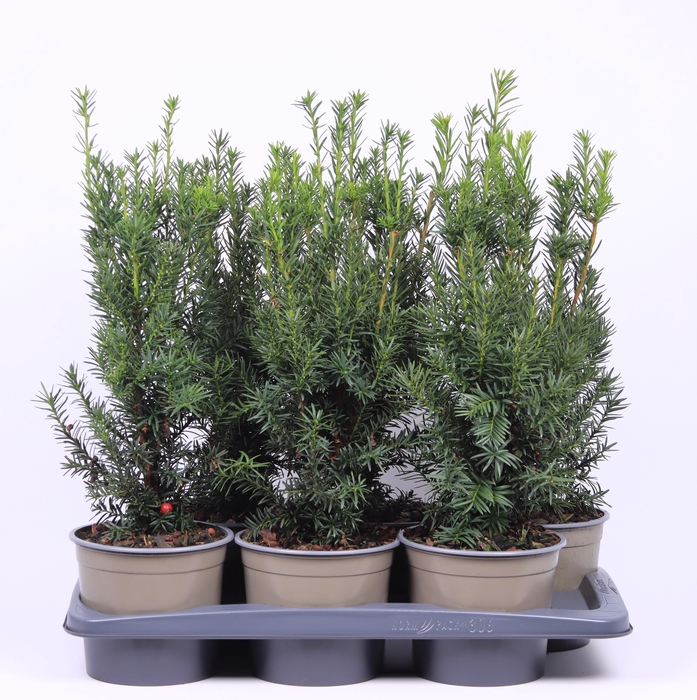 <h4>Taxus Media Hicksii</h4>