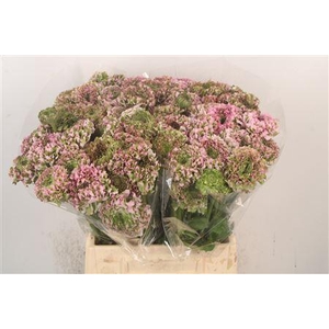 Ran Pon-pon Casper Ex