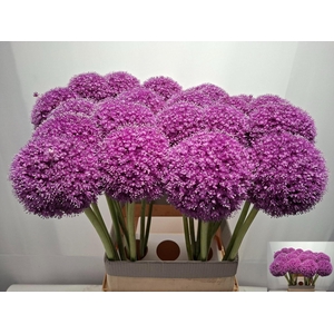 ALLIUM GIGANTEUM