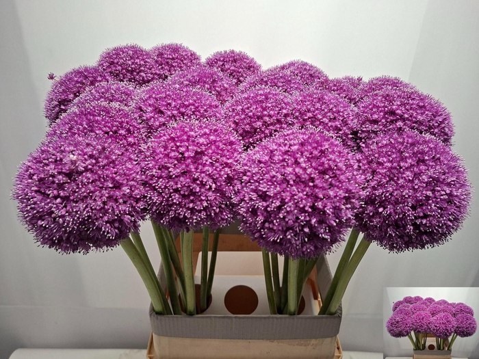 <h4>ALLIUM GIGANTEUM</h4>