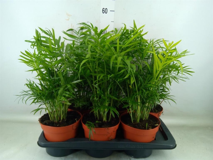 <h4>Chamaedorea elegans</h4>