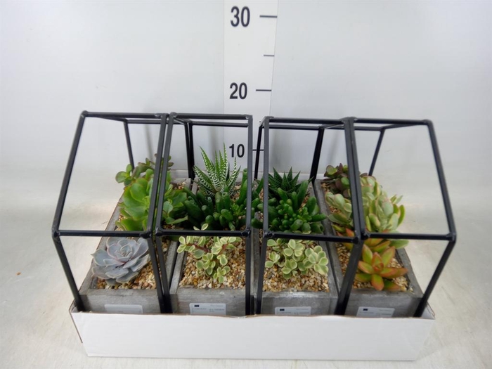 <h4>Succulents   ...</h4>