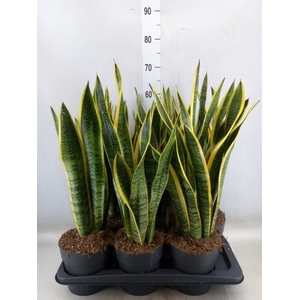 Sansevieria trifa. 'Laurentii'