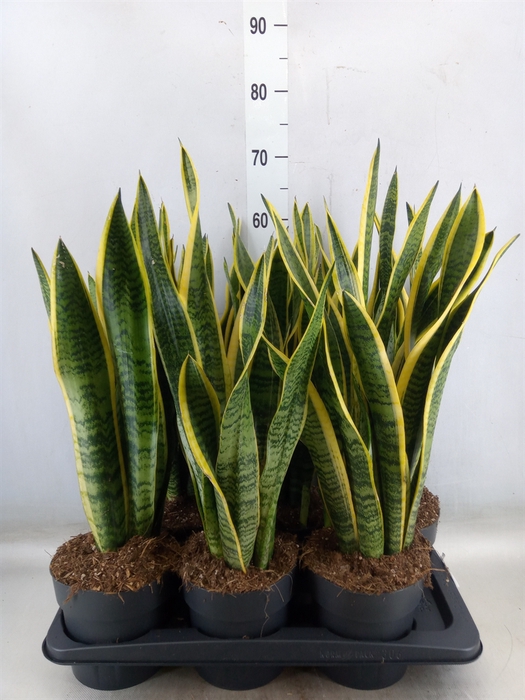 <h4>Sansevieria trifa. 'Laurentii'</h4>