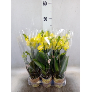 Phalaenopsis multi. 'Ant Arezzo'
