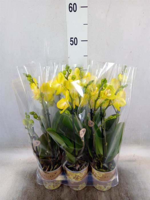 <h4>Phalaenopsis multi. 'Ant Arezzo'</h4>