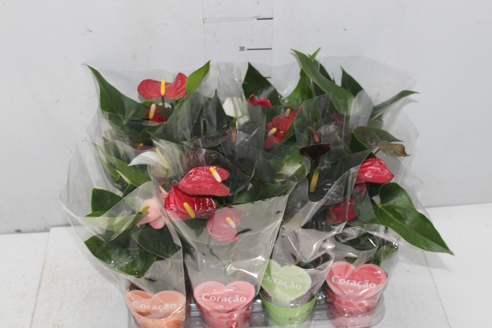 <h4>ANTHURIUM VARIADO P09</h4>