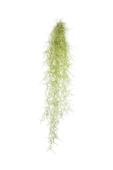 <h4>Tillandsia Usneoidus</h4>