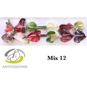 Anthurium andr.   ...mix