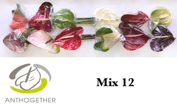 <h4>Anthurium andr. ...mix</h4>