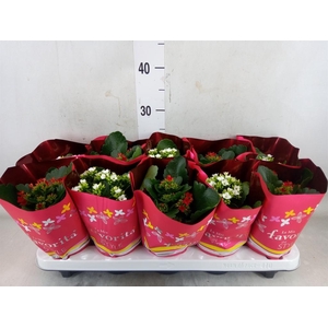 Kalanchoe blos.   ..mix 2