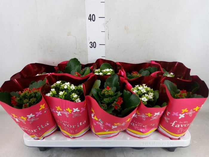 <h4>Kalanchoe blos.   ..mix 2</h4>