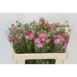 Ranunculus Natura Moderna Dolce