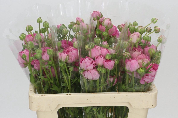 <h4>Ranunculus Natura Moderna Dolce</h4>