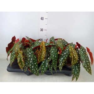 Begonia maculata