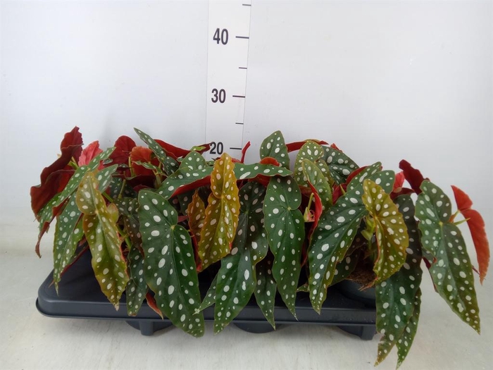 <h4>Begonia maculata</h4>