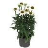 Echinacea Sombrero Compact White