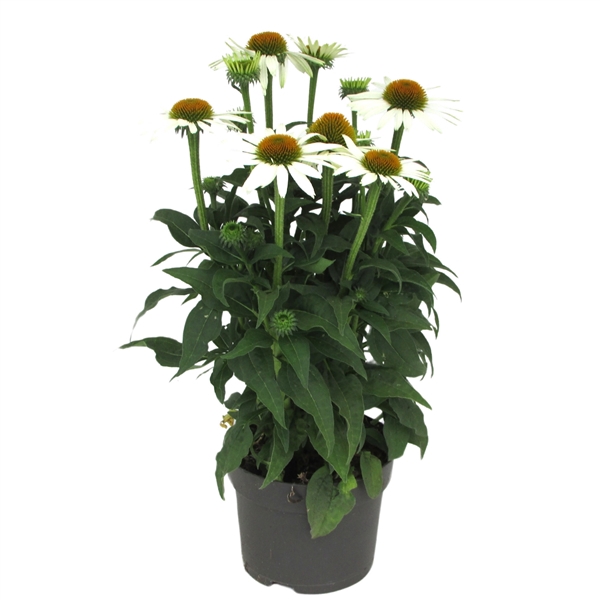 <h4>Echinacea Sombrero Compact White</h4>