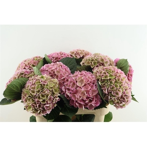 Hydr M Cl. Opal Pink 80-20