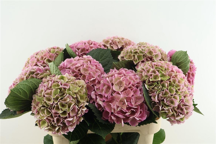 <h4>Hydr M Cl. Opal Pink 80-20</h4>