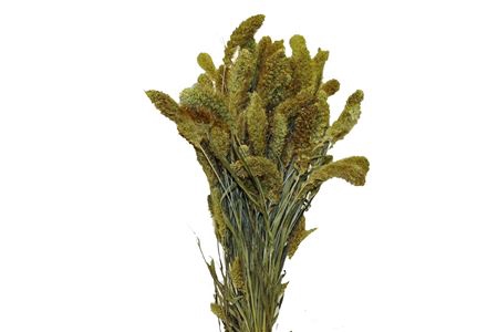 <h4>Bunch Setaria 200g Slv L65</h4>