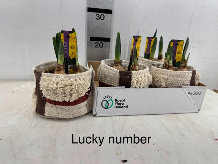 <h4>ARR BOL KNOLGEWAS</h4>