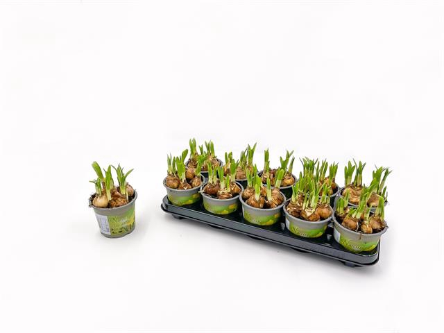 Narcissus Tete a Tete 12Ø 14cm