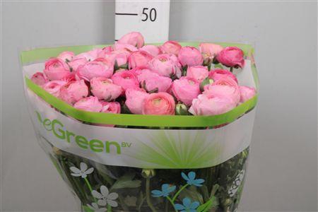 <h4>Ran Aazur Li Pink</h4>