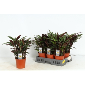 CALAT RUF ELGERGRASS