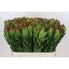 Leucadendron Goldstrike