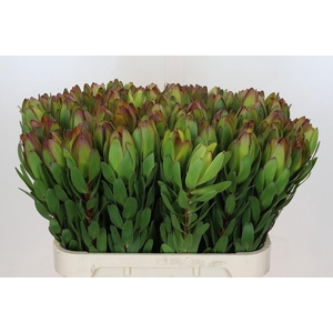 Leucadendron Goldstrike