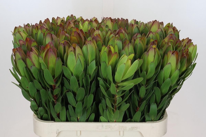 Leucadendron Goldstrike