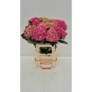 Hydr Coral Pink