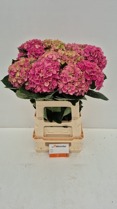 <h4>Hydr Coral Pink</h4>