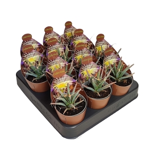 LEUCHTENBERGIA PRINCIPIS - POT Ø 6,5 COLLECTION WITH POTCOVER (CACTUS)