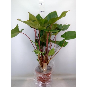 Homalomena rubescens 'Maggy'