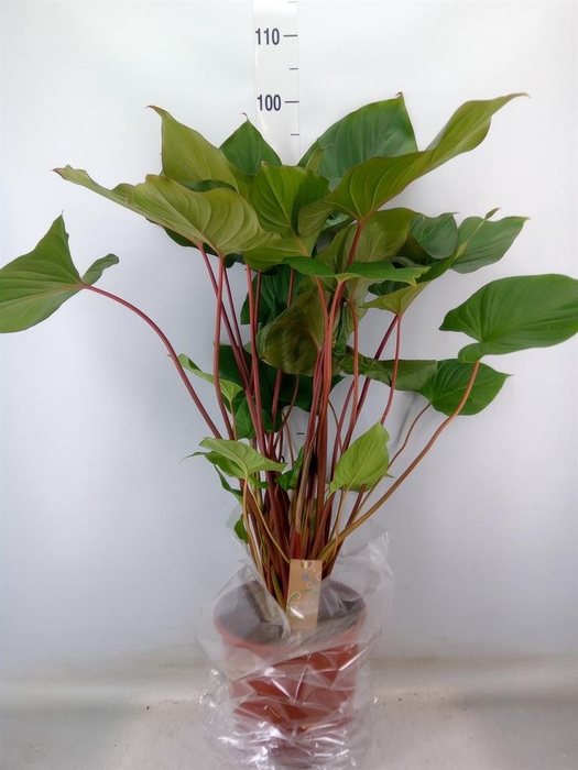<h4>Homalomena rubescens 'Maggy'</h4>