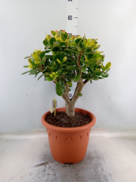 <h4>Crassula ovata 'Hummels Sunset'</h4>