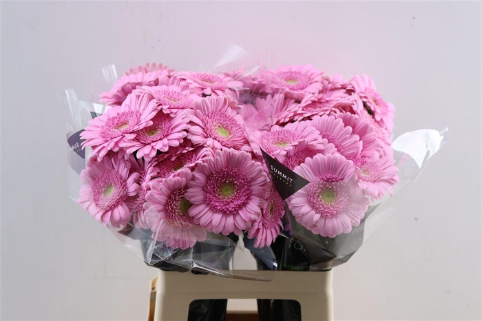 <h4>Ge Mi Kimsey Xxl</h4>