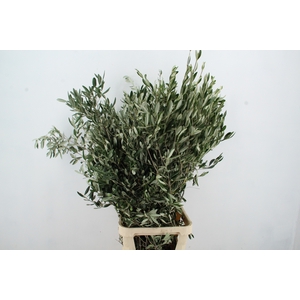 OLEA EUROPAEA PER STEM XL
