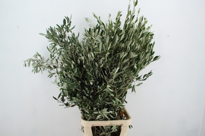<h4>OLEA EUROPAEA PER STEM XL</h4>