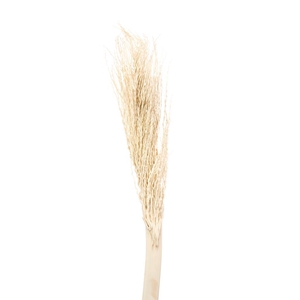 Palm Twizzle Bleached White