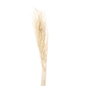 Palm Twizzle Bleached White