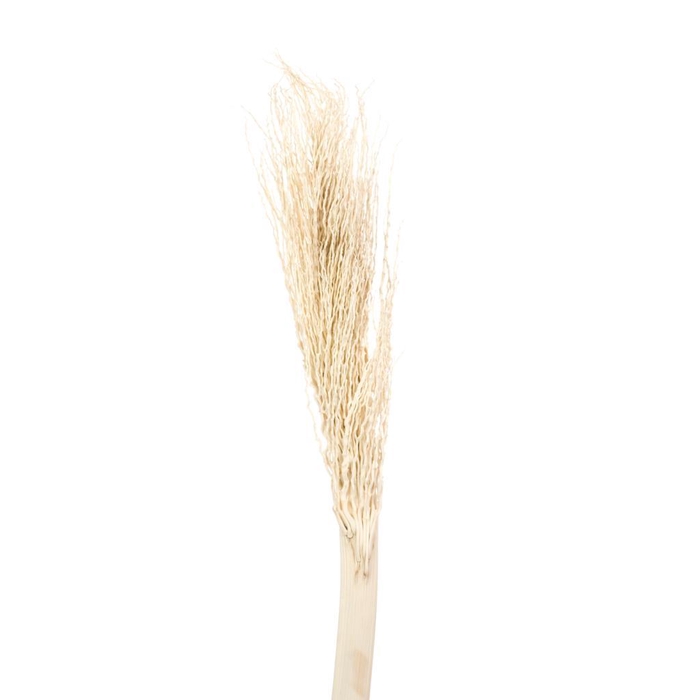 <h4>Palm Twizzle Bleached White</h4>